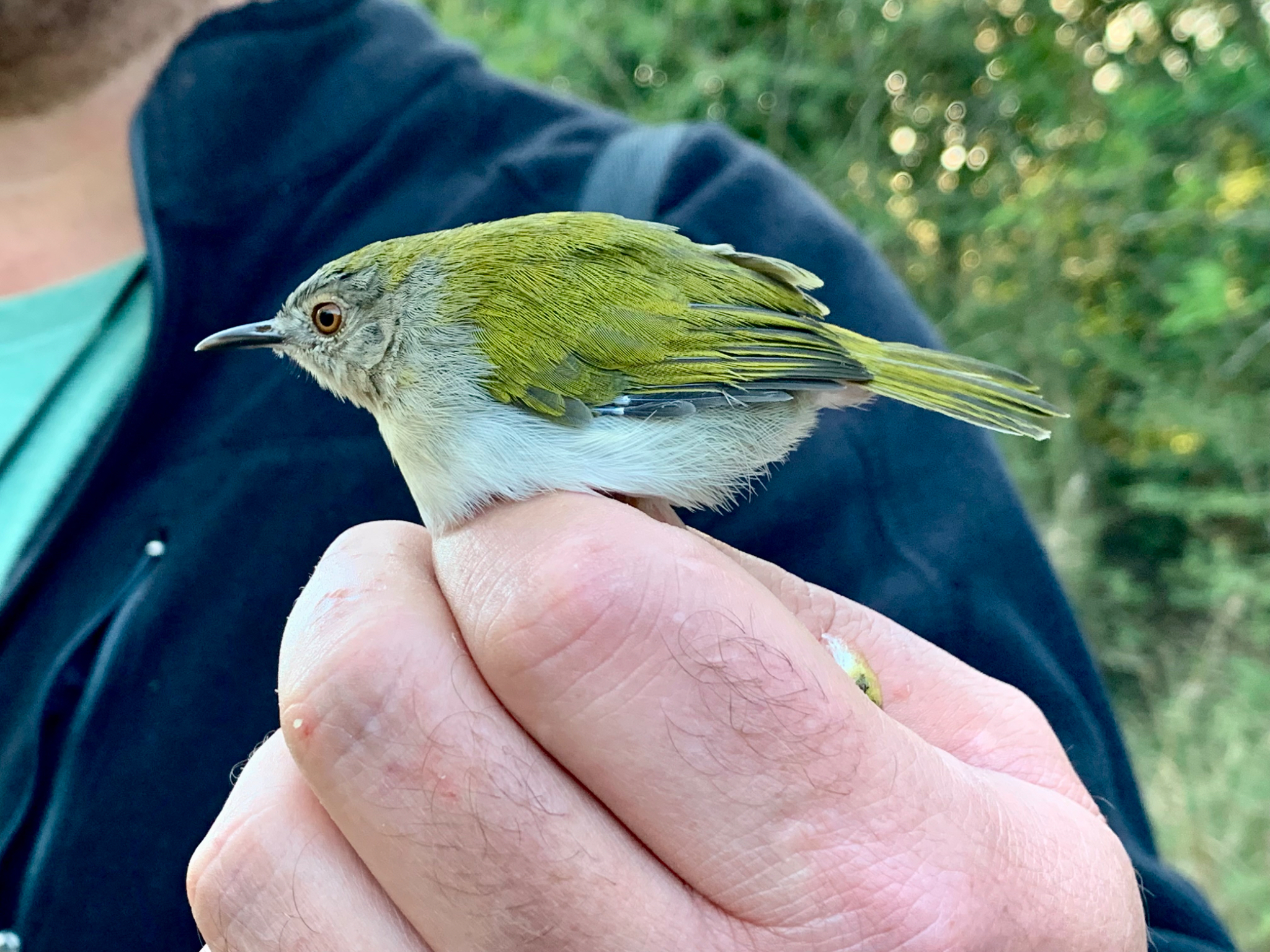 Olive Sunbird